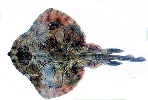 Raja undulata004